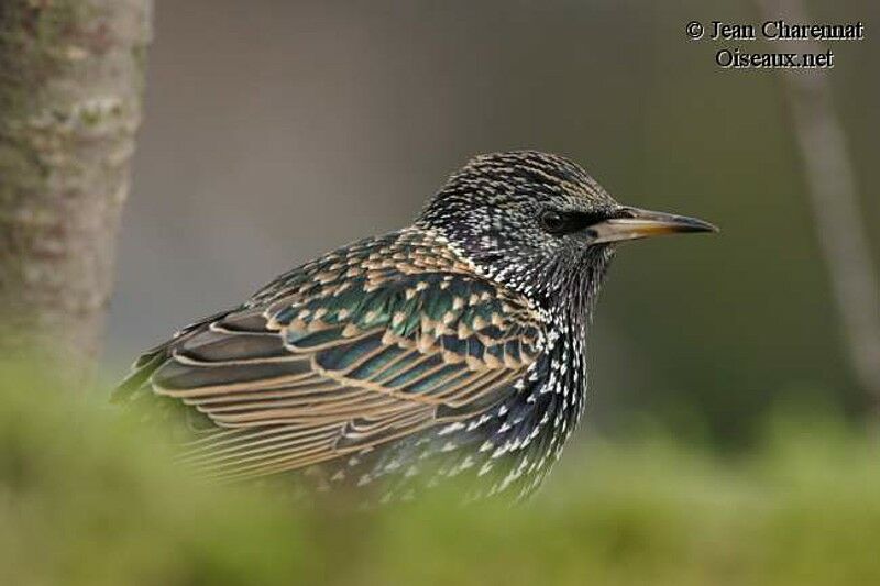 Common Starling