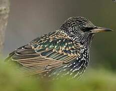 Common Starling