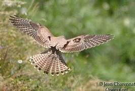 Common Kestrel