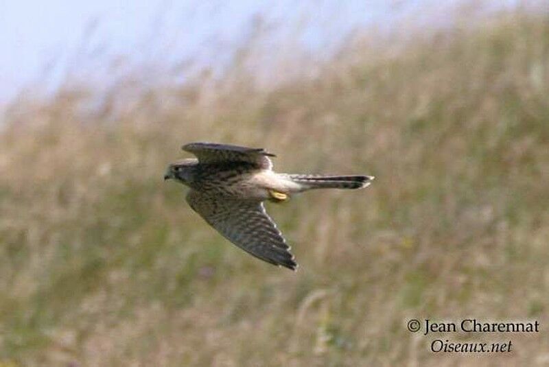 Common Kestrel