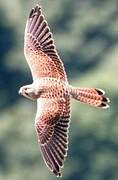 Common Kestrel