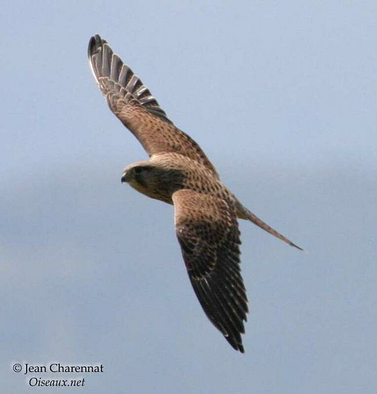 Common Kestrel