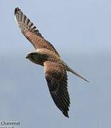 Common Kestrel