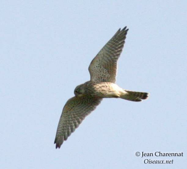 Common Kestrel