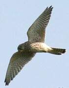 Common Kestrel