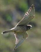 Common Kestrel