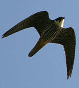 Eurasian Hobby