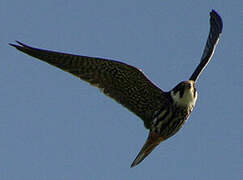 Eurasian Hobby