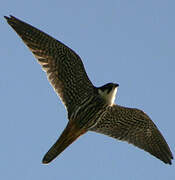 Eurasian Hobby