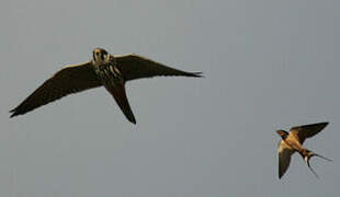 Eurasian Hobby