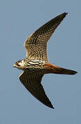 Eurasian Hobby