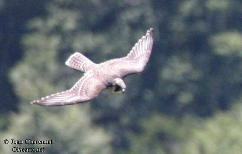 Peregrine Falcon