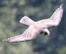 Peregrine Falcon