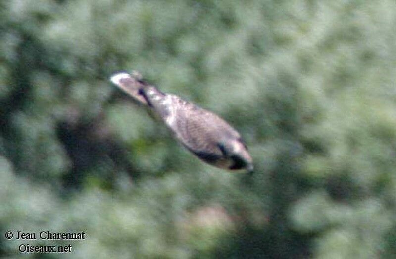 Peregrine Falcon