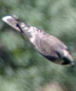 Peregrine Falcon