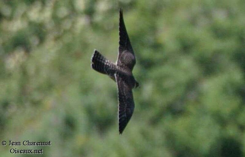 Peregrine Falcon