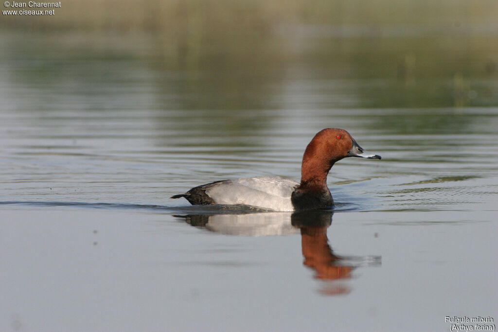 Common Pochard