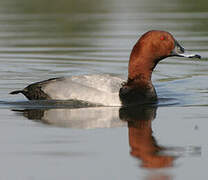 Common Pochard