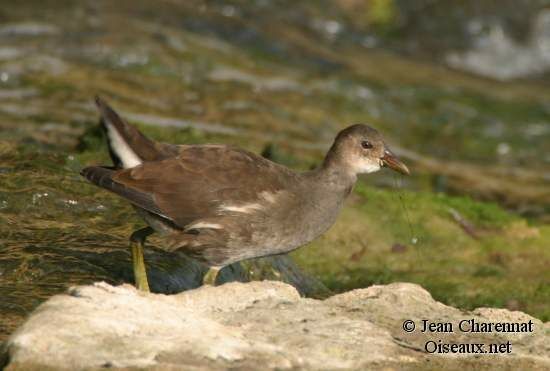 Common Moorhen