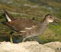 Common Moorhen