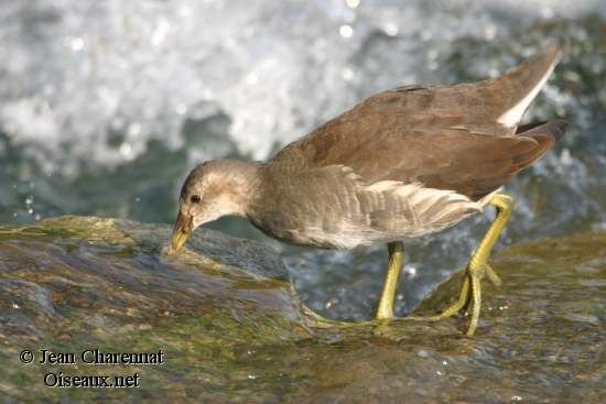 Common Moorhen