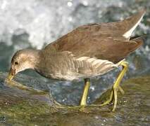 Gallinule poule-d'eau