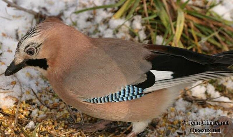 Eurasian Jay