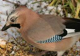 Eurasian Jay