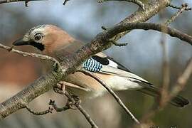 Eurasian Jay