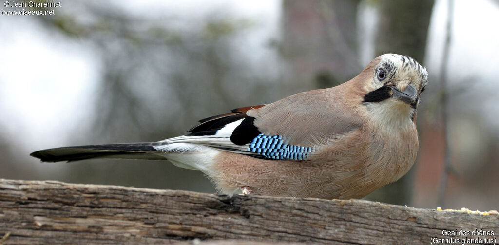 Eurasian Jay