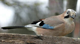 Eurasian Jay