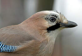 Eurasian Jay