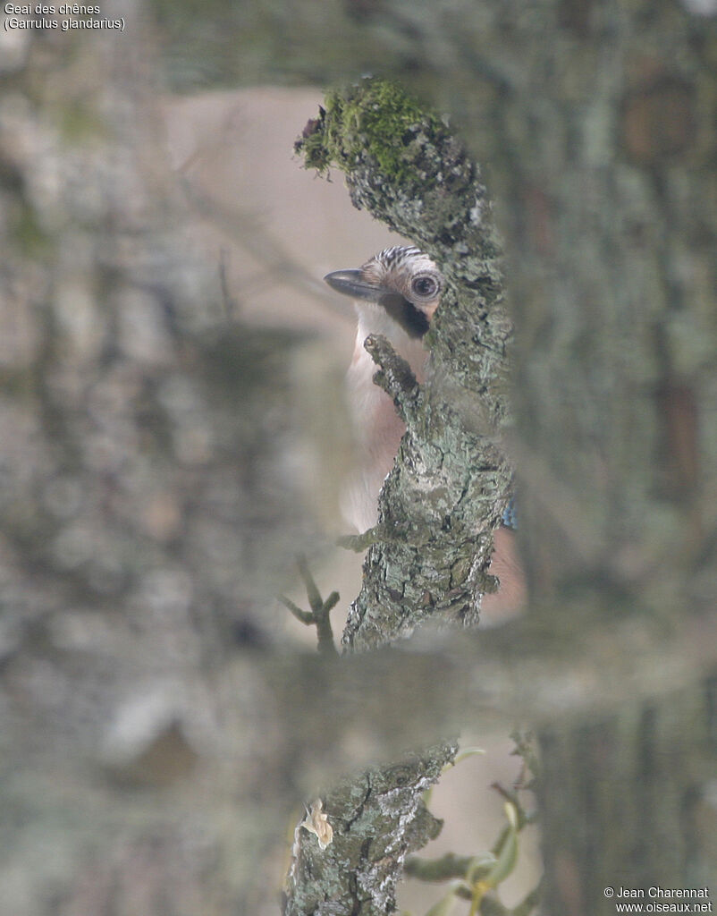 Eurasian Jay