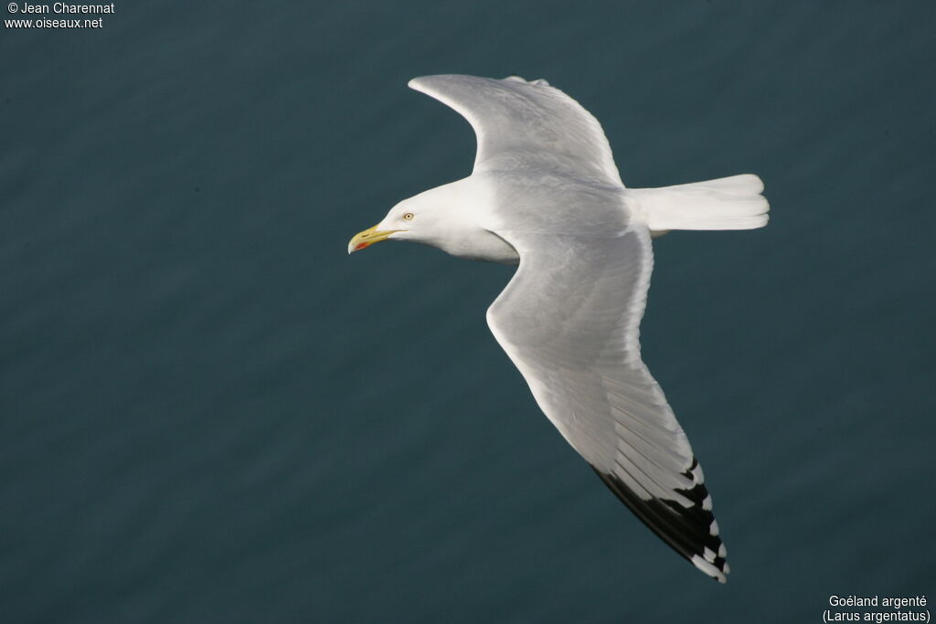 European Herring Gull