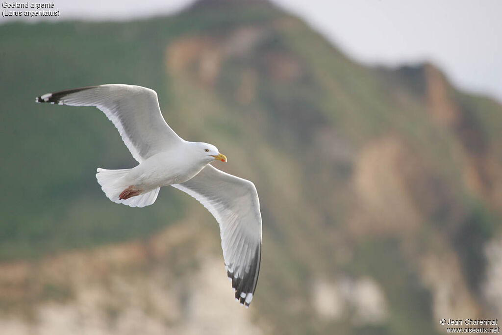 European Herring Gull