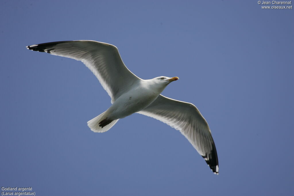 European Herring Gull