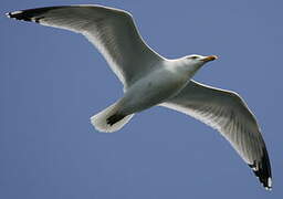 European Herring Gull