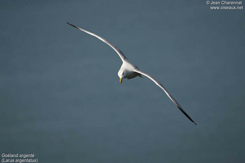 European Herring Gull