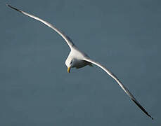 European Herring Gull