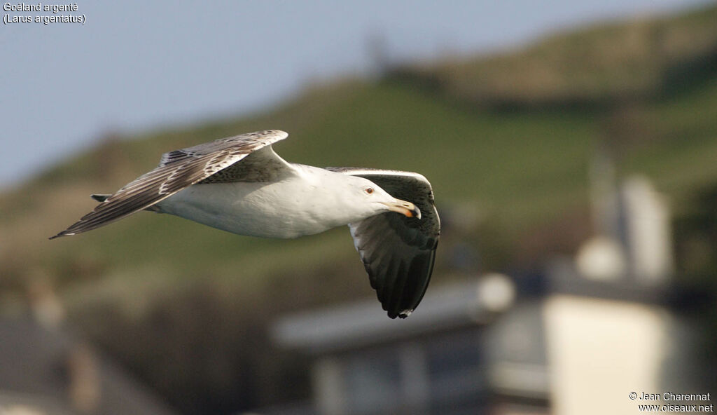 European Herring Gull