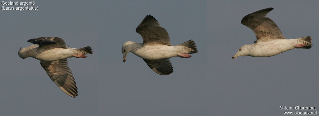 European Herring Gull