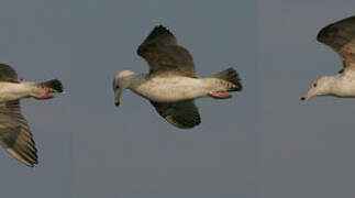 European Herring Gull