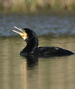 Great Cormorant