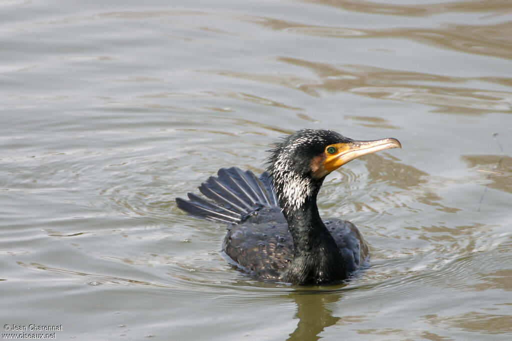 Great Cormorant