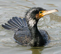 Great Cormorant