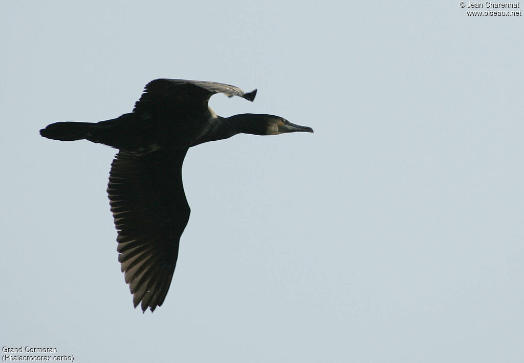 Great Cormorant