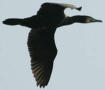 Great Cormorant