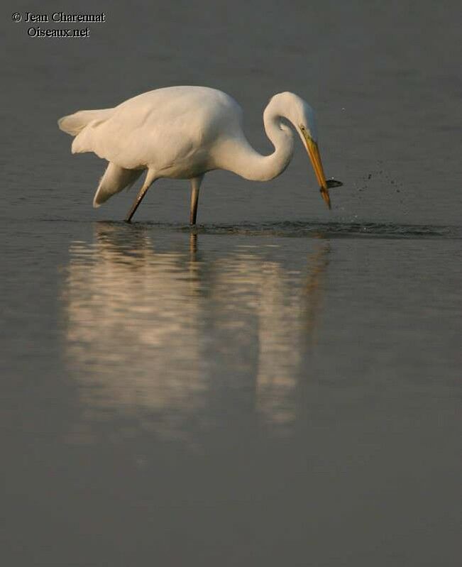 Grande Aigrette