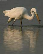 Grande Aigrette