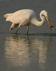 Grande Aigrette